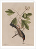 The 'tyrant' and the sassafras by Mark Catesby