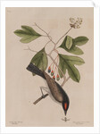 The 'tyrant' and the sassafras by Mark Catesby