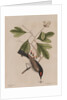 The 'tyrant' and the sassafras by Mark Catesby