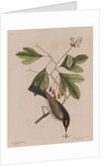 The 'tyrant' and the sassafras by Mark Catesby