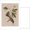 The 'tyrant' and the sassafras by Mark Catesby