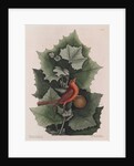 The 'summer red-bird' and the 'western plane tree' by Mark Catesby