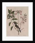 The 'crested titmouse' and the 'upright honysuckle' by Mark Catesby