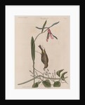 The 'yellow-rump', the 'lilly-leaf'd hellebore' and the 'dogs-bane' by Mark Catesby