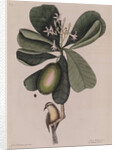The 'Bahama titmouse' and the 'seven years apple' by Mark Catesby