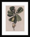 The 'Bahama titmouse' and the 'seven years apple' by Mark Catesby
