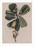The 'Bahama titmouse' and the 'seven years apple' by Mark Catesby