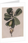 The 'Bahama titmouse' and the 'seven years apple' by Mark Catesby