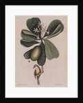 The 'Bahama titmouse' and the 'seven years apple' by Mark Catesby