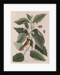 The 'hooded titmouse' and the water-tupelo by Mark Catesby