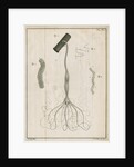 Freshwater hydra by Jacobus van der Schley