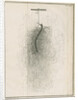 Freshwater hydra dissection by Pierre Lyonet