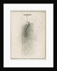 Freshwater hydra dissection by Pierre Lyonet