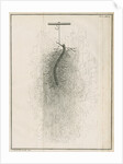 Freshwater hydra dissection by Pierre Lyonet