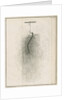 Freshwater hydra dissection by Pierre Lyonet