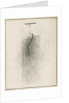 Freshwater hydra dissection by Pierre Lyonet