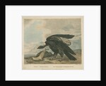 'The Magellanic Vulture, or Condor' by William Skelton