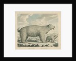 'The Polar Bear' by George Noble