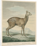 'The Common Musk' by George Noble