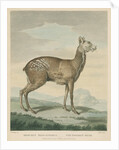 'The Common Musk' by George Noble