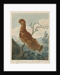 'The Rock Manakin' by William Skelton