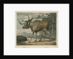 'The Elk' by William Skelton