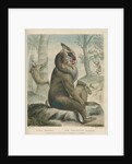 'The Variegated Baboon' [Mandrill] by William Skelton