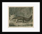 'The Great Ant-Eater' by William Skelton