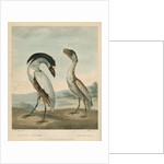 'The Boat-Bill' by James Fittler