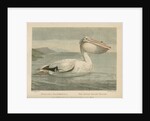 'The Rough-Billed Pelican' by William Skelton