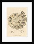 'Calx carbonata' [Ammonite with crystals] by James Sowerby