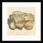 'Silex arenacea' by James Sowerby