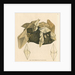 'Calx carbonata' by James Sowerby