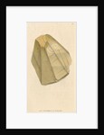 'Calx carbonata' by James Sowerby
