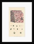 Calx carbonata by James Sowerby