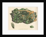 'Cuprum arseniatum' by James Sowerby