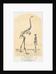 Skeletons of Moa and man by Lyttelton Times