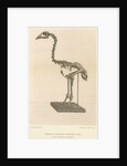 Skeleton of the Adzebill by Easter & Wallis