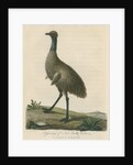 'Cassowary of New South Wales' by Sarah Stone