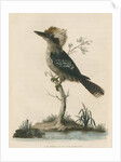 'Great Brown King's Fisher' by Sarah Stone