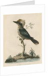 'Great Brown King's Fisher' by Sarah Stone