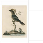 'Great Brown King's Fisher' by Sarah Stone