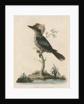 'Great Brown King's Fisher' by Sarah Stone