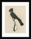 'Banksian Cockatoo' by Sarah Stone
