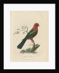 'Tabuan Parrot' by Sarah Stone