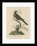 'The Tabuan Parrot, Female' by Sarah Stone