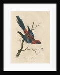 'Pennantian Parrot' by Sarah Stone