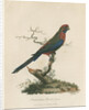 'Pennantian Parrot, Female' by Sarah Stone