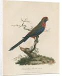 'Pennantian Parrot, Female' by Sarah Stone