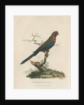 'Pennantian Parrot, Female' by Sarah Stone